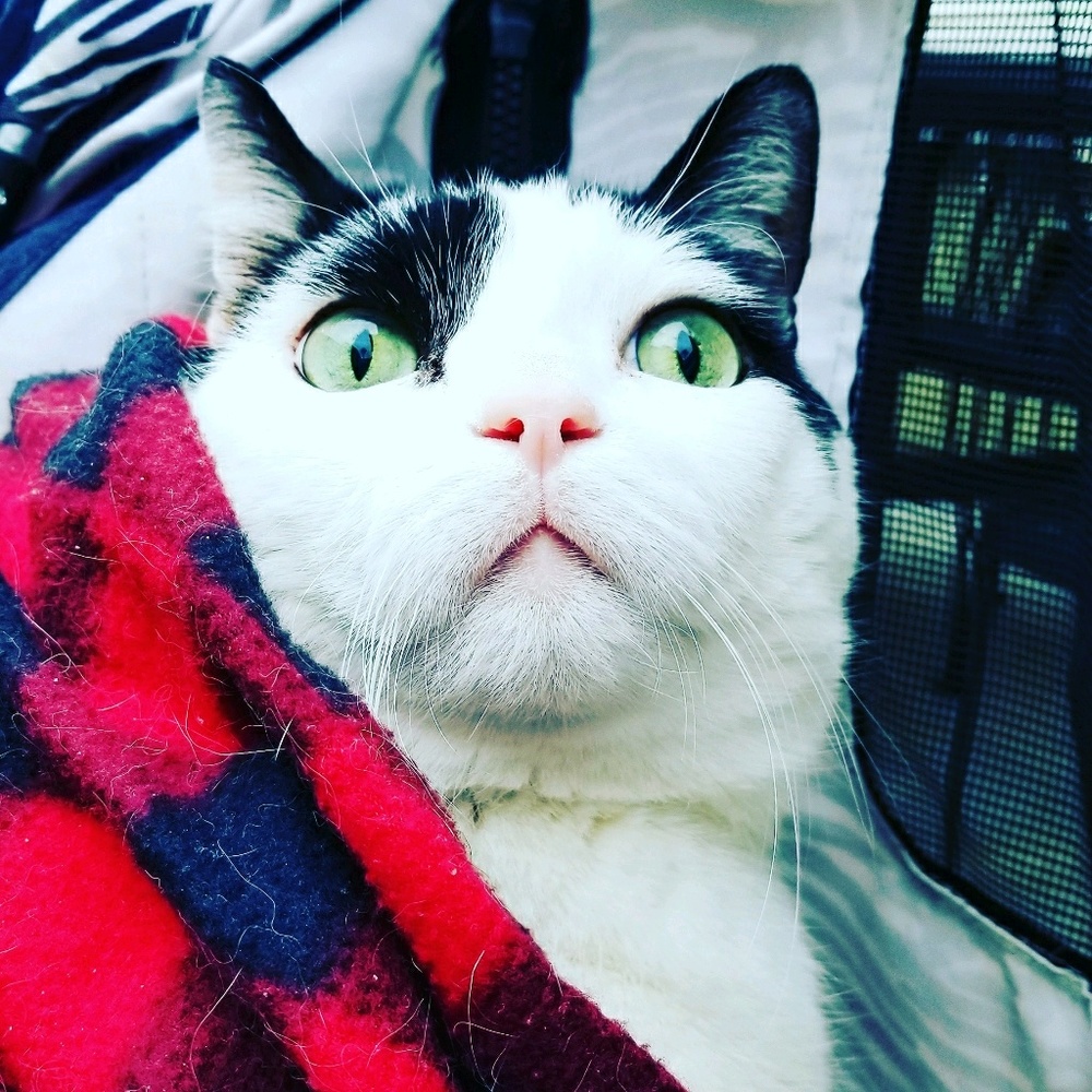 Meet your Posher, Andria